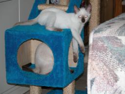 kittens - 071007 11